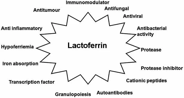Fig-2-Main-biological-properties-of-lactoferrin Fig-2-Main-biological-properties-of-lactoferrin