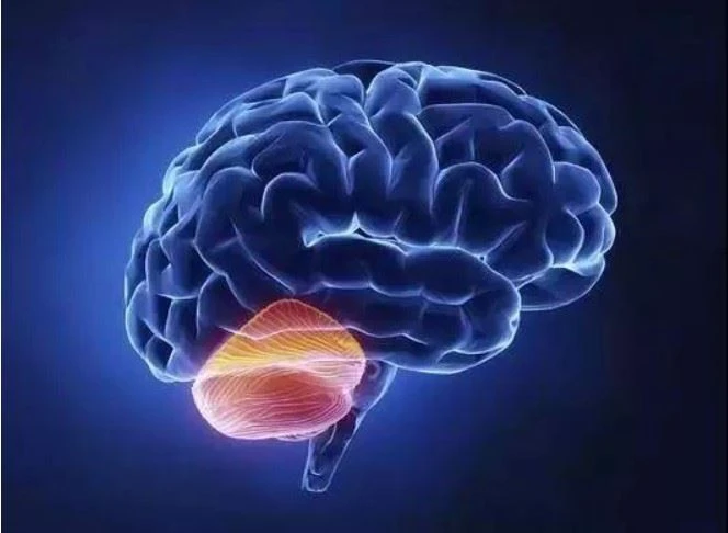 The function of HGH 176
