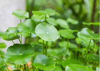 Centella Asiatica Extract Powder